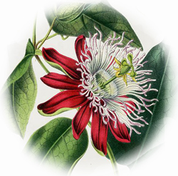 red passion flower